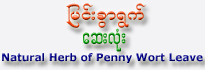Natural Herb of Penny Wort Leave